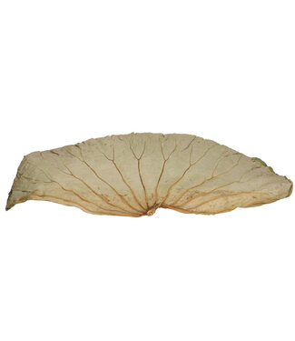4A Gedroogd Lotus Blad | Kleur: Groen | Droogdecoratie | Lengte 45 centimeter | Per 10 stuks