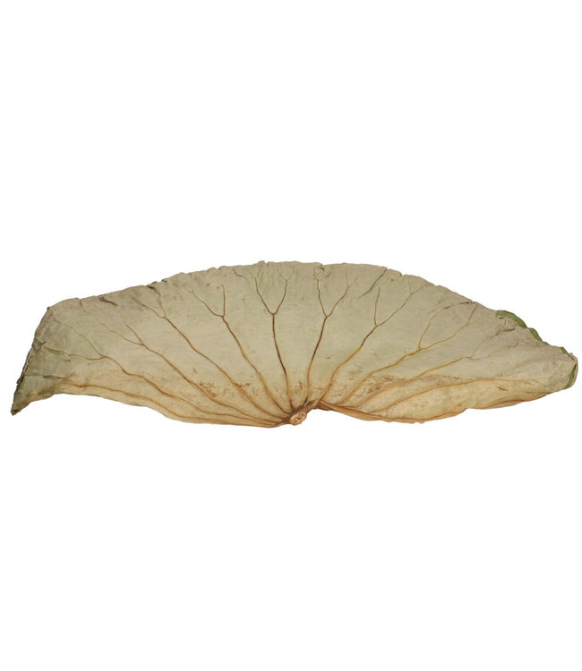Feuille de Lotus Séchée | Couleur : Vert | Décoration Sèche | Longueur 45 centimètres | Par 10 pièces