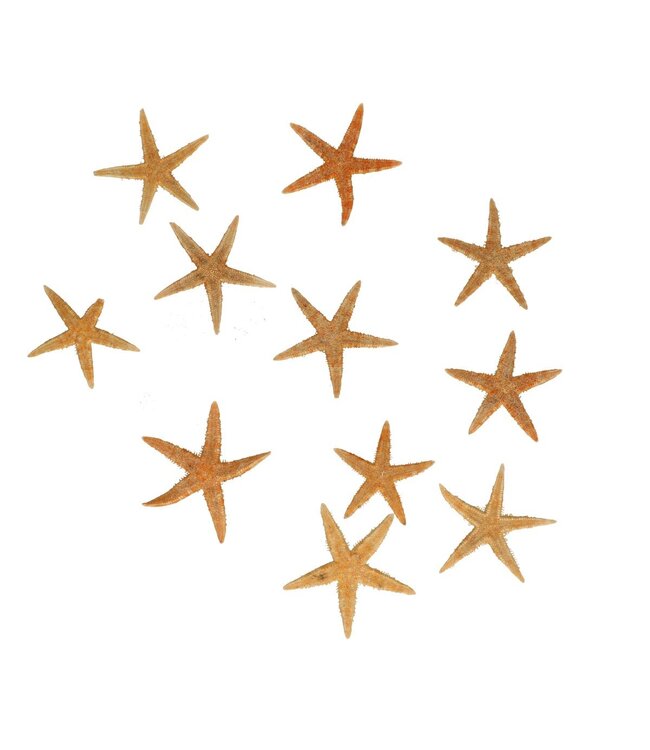 Étoile de mer | Couleur : Brun clair | Diamètre 5 centimètres | Par 50 étoiles de mer