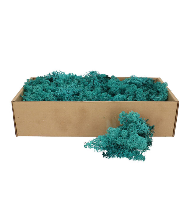 Lichen de renne préservé | Couleur : Turquoise | Décoration sèche | Poids 400 - 500 grammes | Par boîte