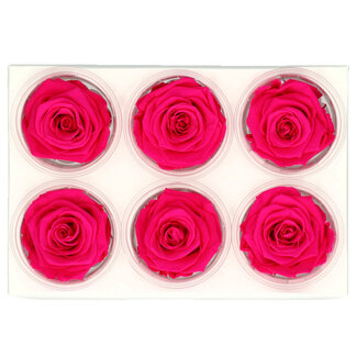4A Konservierte Rose | Farbe: Rosa | Trockenblumendekoration | Durchmesser 6 Zentimeter | Pro 6 Rosen