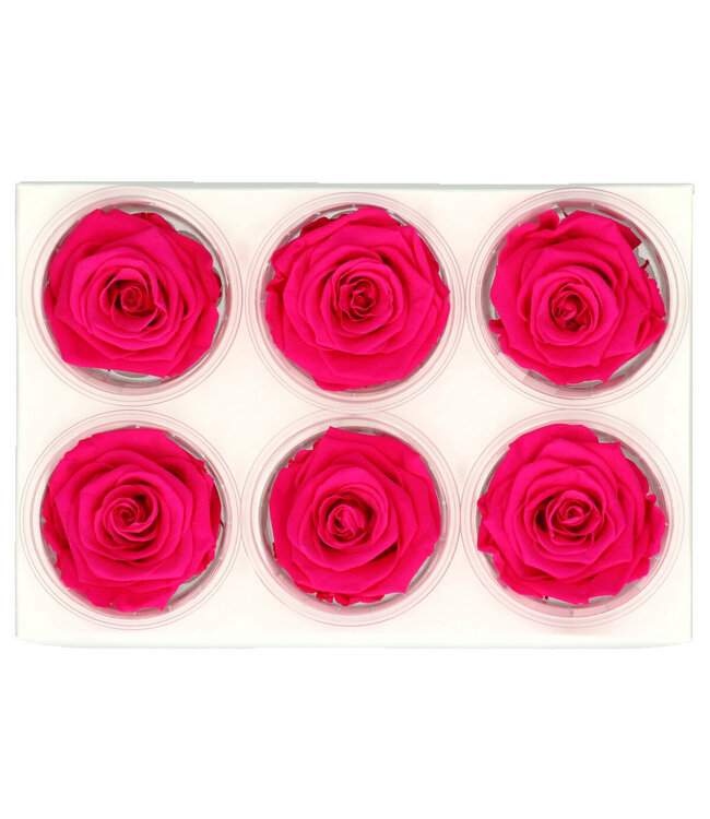 Rose préservée | Couleur : Rose | Décoration sèche | Diamètre 6 centimètres | Par 6 roses