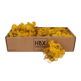 4A Lichen de renne préservé | Couleur : Jaune | Décoration sèche | Poids 400 - 500 grammes | Par boîte