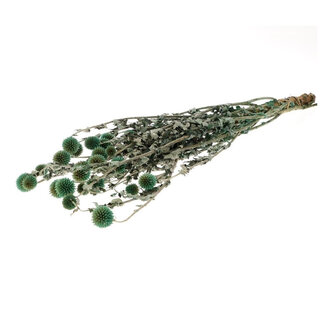 4A Konservierte Echinops Kugeldistel | Farbe: Grün | Trockenblume | Länge ± 60 Zentimeter | Pro Bund