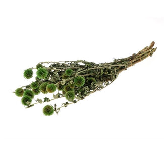 4A Preserved Echinops Globe Thistle | Colour: Dark Green | Dried Decoration | Length ± 60 centimetres | Per bunch