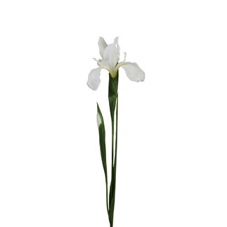 4A Iris Artificial Flower | Colour: Natural White | Length ± 75 centimetres | Per 12 artificial flowers