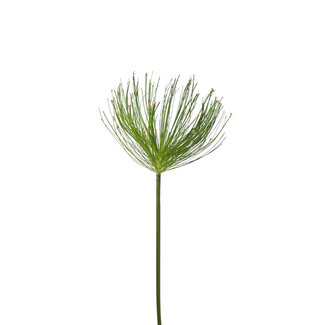 4A Papyrus Plante Artificielle | Couleur : Vert | Longueur ± 102 centimètres | Par 6 plantes artificielles