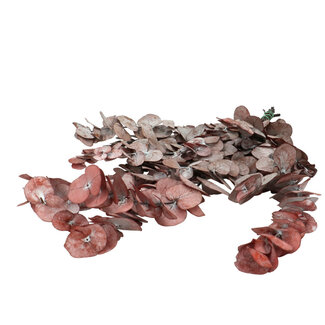 4A Gepreserveerde Eucalyptus Cinerea | Kleur: Rood | Droogdecoratie | Lengte ± 60 centimeter | Per bos