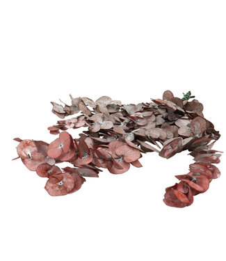 4A Konservierter Eukalyptus Cinerea | Farbe: Rot | Trockenblumendekoration | Länge ± 60 Zentimeter | Pro Bund