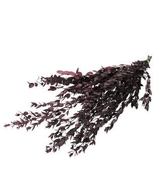 4A Eucalyptus Parvifoglia Préservé | Couleur : Rouge | Décoration sèche | Longueur ± 65 centimètres | Par bouquet