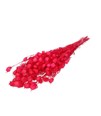 4A Konservierte Nigella | Farbe: Fuchsia | Trockenblumendekoration | Länge ± 55 Zentimeter | Pro Bund
