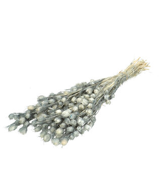 4A Konservierte Nigella | Farbe: Grau | Trockenblumen-Dekoration | Länge ± 55 Zentimeter | Pro Bund