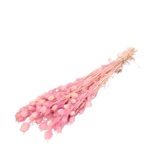 4A Gepreserveerde Nigella | Kleur: Lichtroze | Droogdecoratie | Lengte ± 55 centimeter | Per bos