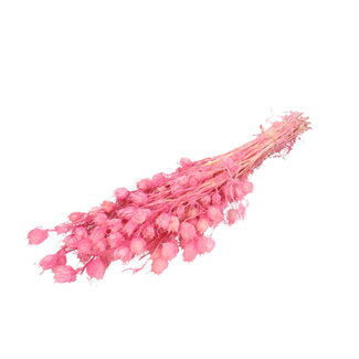 4A Gepreserveerde Nigella | Kleur: Roze | Droogdecoratie | Lengte ± 55 centimeter | Per bos