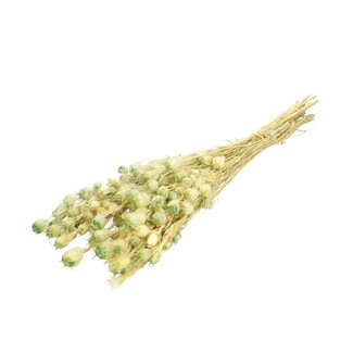 4A Nigelle préservée | Couleur : Vert clair | Décoration sèche | Longueur ± 55 centimètres | Par bouquet
