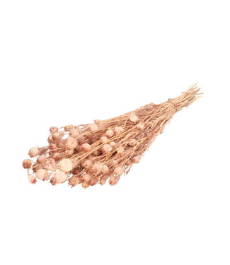 4A Nigelle préservée | Couleur : Vieux rose | Décoration séchée | Longueur ± 55 centimètres | Par bouquet