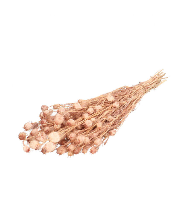 Preserved Nigella | Colour: Old Pink | Dried Decoration | Length ± 55 centimetres | Per bunch