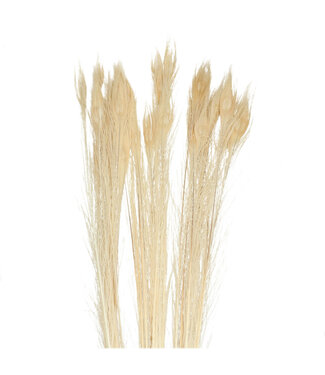 4A Plumes de Paon | Couleur : Crème | Longueur 100 centimètres | Par 10 plumes