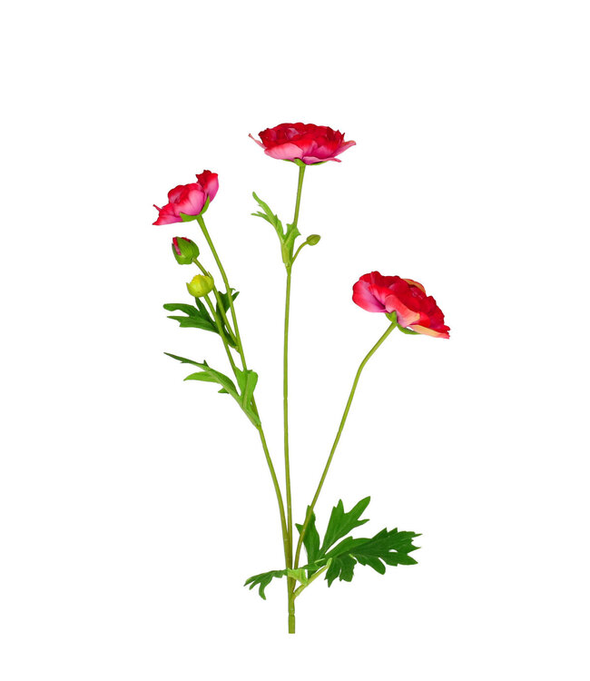 Ranunculus Artificial Flower x7 | Colour: Dark Pink | Ranunculus artificial flowers | Length ± 60 centimetres | Per 4 artificial flowers