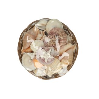 4A Shell Assortment in basket | Colour: Cream | Basket diameter 20 centimetres | Basket height 9 centimetres | Per basket