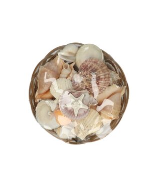 4A Muschelsortiment im Körbchen | Farbe: Cremefarben | Durchmesser Körbchen 20 Zentimeter | Höhe Körbchen 9 Zentimeter | Pro Körbchen