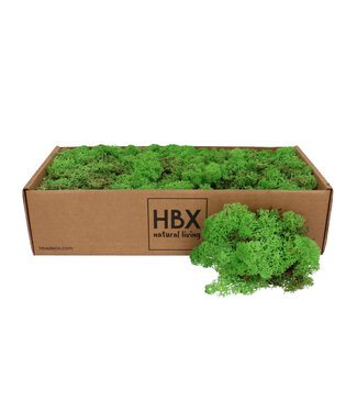 4A Preserved Reindeer Moss | Colour: Light Green | Dried Decoration | Weight 400 - 500 grams | Per box