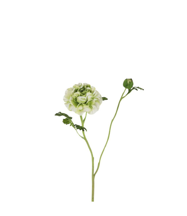 Ranunkel Kunstblume x7 | Farbe: Hellgrün | Ranunkel Kunstblumen | Länge ± 60 Zentimeter | Pro 6 Kunstblumen