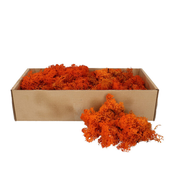 Lichen de renne préservé | Couleur : Orange | Décoration sèche | Poids 400 - 500 grammes | Par boîte