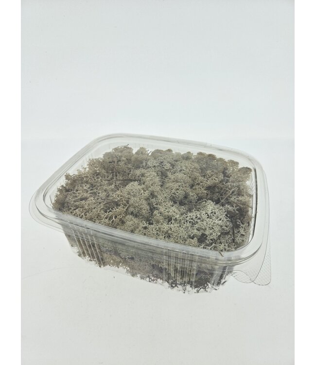 Lichen de renne naturellement préservé d'Islande | Emballé par 150 grammes