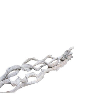 4A Bouquet de Curly Séché | Curly Bundel | Couleur : Blanc Naturel | Décoration Séchée | Longueur 60 centimètres | Par 5 pièces