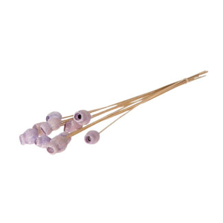 4A Bellgums Plant Stake | Colour: Lilac | Diameter 3 centimetres | Stake length ± 50 centimetres | Per 10 stakes