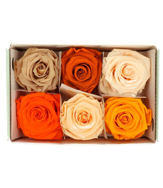 4A Konservierte Rose | Farbe: Orange | Trockenblumendekoration | Durchmesser 6 Zentimeter | Pro 6 Rosen