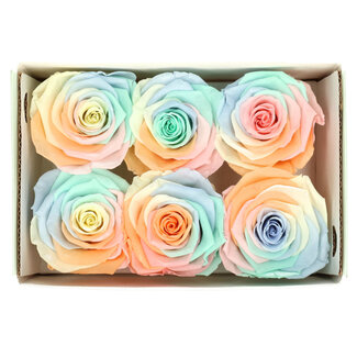 4A Preserved Rose | Colour: Mixed Colours | Dried Decoration | Diameter 6 centimetres | Per 6 roses