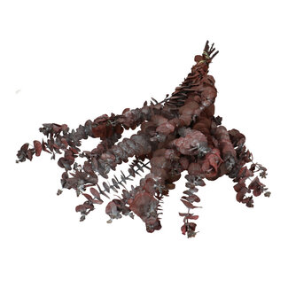 4A Konservierter Baby-Eukalyptus | Farbe: Rot | Trockenblumen | Länge ± 70 - 75 Zentimeter | Pro Bund