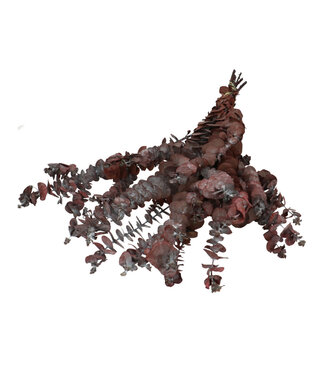 4A Preserved Baby Eucalyptus | Colour: Red | Dried Decoration | Length ± 70 - 75 centimetres | Per bunch