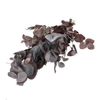 4A Eucalyptus Cinerea Préservé | Couleur : Rouge | Décoration Séchée | Longueur ± 70 - 75 centimètres | Par bouquet