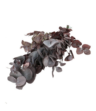 4A Konservierter Eukalyptus Cinerea | Farbe: Rot | Trockenblumen-Dekoration | Länge ± 70 - 75 Zentimeter | Pro Bund
