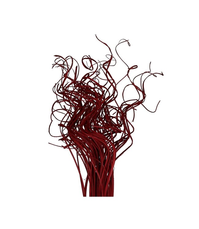 Feuille de palmier séchée Nerf | Curly Ting Ting | Couleur : Rouge | Décoration sèche | Longueur ± 70 centimètres | Poids 200 grammes | Par bouquet