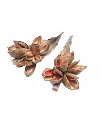 4A Dried Sororoca Penca | Colour: Brown | Dried Decoration | Length 35 centimetres | Per piece