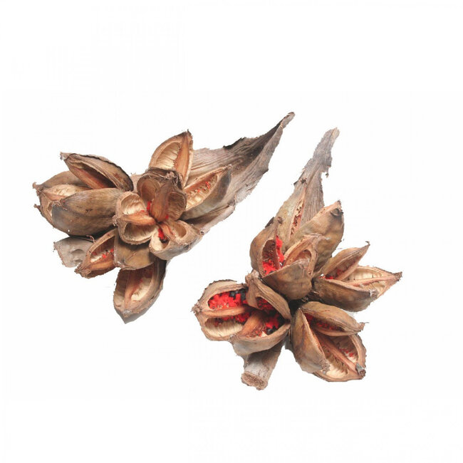 Gedroogde Sororoca Penca | Kleur: Bruin | Droogdecoratie | Lengte 35 centimeter | Per stuk