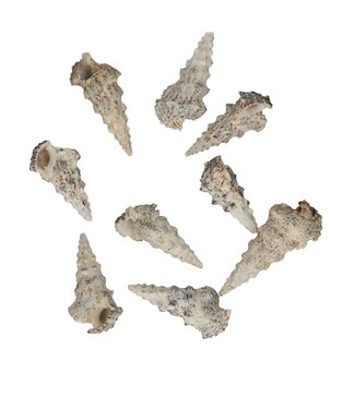 4A Cerethium Nodolosum Shells | Colour: Cream | Per 500 grams of shells