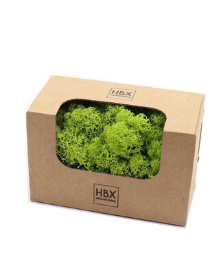 4A Gepreserveerd Rendiermos | Kleur: Lichtgroen | Droogdecoratie | Gewicht 50 gram | Per doosje