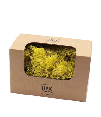 4A Gepreserveerd Rendiermos | Kleur: Geel | Droogdecoratie | Gewicht 50 gram | Per doosje