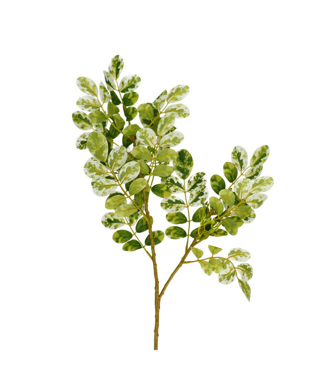 Ficus Tak Artificiel | Couleur : Vert | Longueur ± 70 centimètres | Par 10 branches