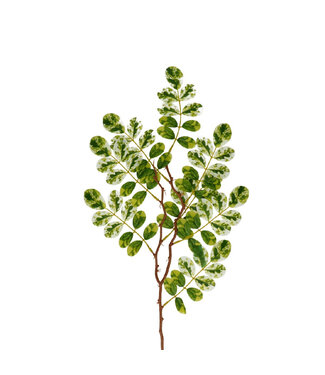 4A Ficus Tak Kunstgrün | Farbe: Grün Weiß | Länge ± 65 Zentimeter | Pro 10 Zweige