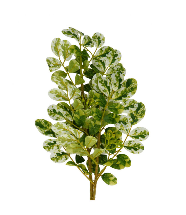 Ficus Tak Artificiel Vert | Couleur : Vert Blanc | Longueur ± 70 centimètres | Par 10 branches