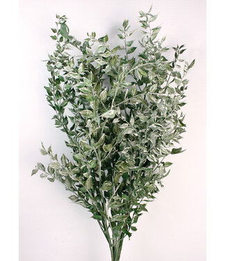 Casa Alegria Teintes de vert Ruscus fleurs séchées | Longueur ± 65 centimètres | Poids ± 100 grammes