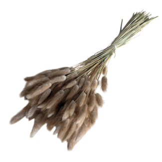 Dutch Dried Naturelle Lagurus Ovatus droogbloemen | Lengte ± 70 centimeter | Gewicht ± 100 gram