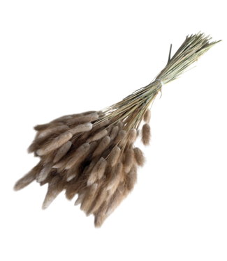 Dutch Dried Naturelle Lagurus Ovatus droogbloemen | Lengte ± 70 centimeter | Gewicht ± 100 gram
