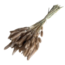 Naturelle Lagurus Ovatus droogbloemen | Lengte ± 70 centimeter | Gewicht ± 100 gram